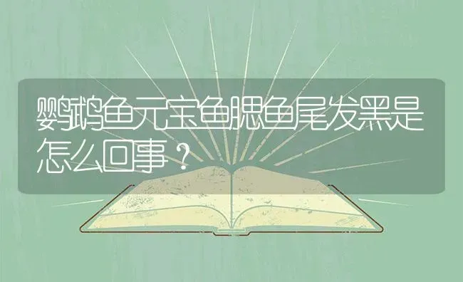 鹦鹉鱼元宝鱼腮鱼尾发黑是怎么回事？ | 鱼类宠物饲养