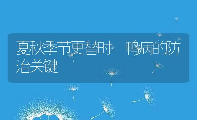 夏秋季节更替时 鸭病的防治关键 | 动物养殖学堂