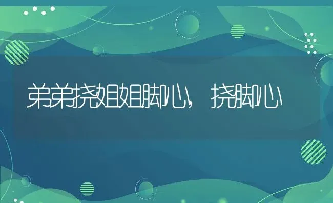 弟弟挠姐姐脚心,挠脚心 | 宠物百科知识