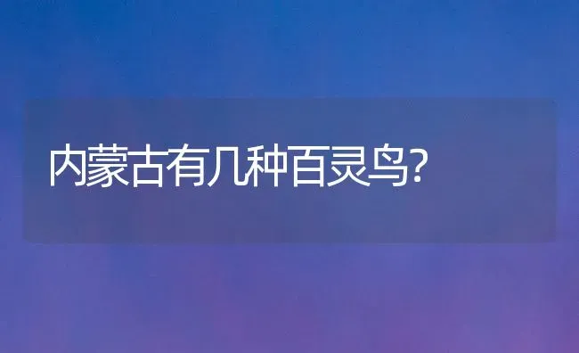 内蒙古有几种百灵鸟？ | 动物养殖问答