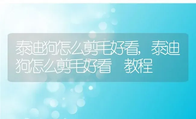 泰迪狗怎么剪毛好看,泰迪狗怎么剪毛好看 教程 | 宠物百科知识