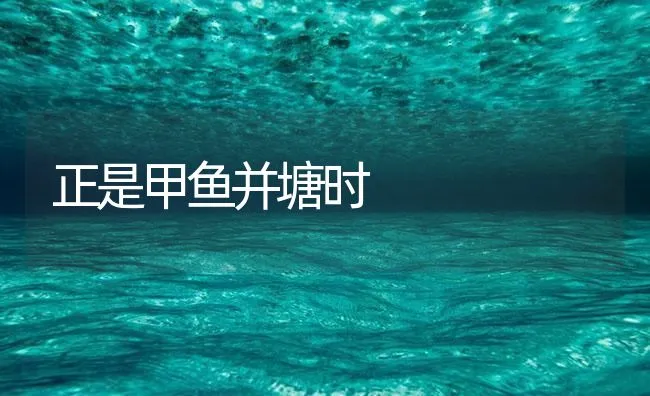 正是甲鱼并塘时 | 海水养殖技术