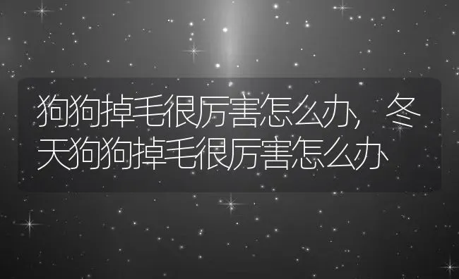 狗狗掉毛很厉害怎么办,冬天狗狗掉毛很厉害怎么办 | 宠物百科知识