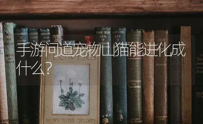 手游问道宠物山猫能进化成什么？ | 动物养殖问答