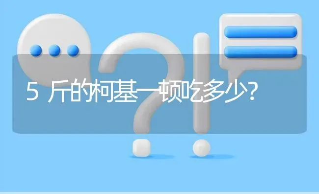 5斤的柯基一顿吃多少？ | 动物养殖问答