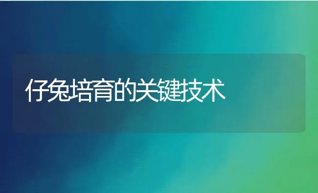 仔兔培育的关键技术 | 动物养殖学堂