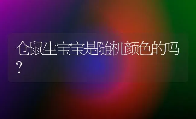 仓鼠生宝宝是随机颜色的吗？ | 动物养殖问答