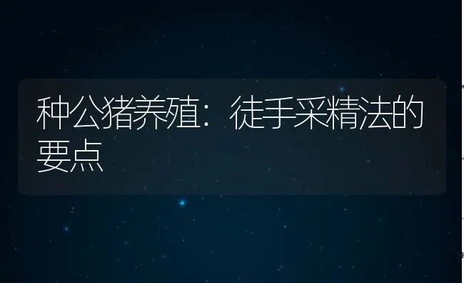 种公猪养殖：徒手采精法的要点 | 动物养殖学堂