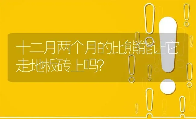 十二月两个月的比熊能让它走地板砖上吗？ | 动物养殖问答