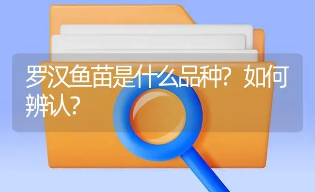 罗汉鱼苗是什么品种?如何辨认？ | 鱼类宠物饲养