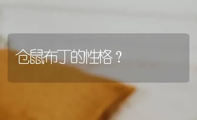 仓鼠布丁的性格？ | 动物养殖问答