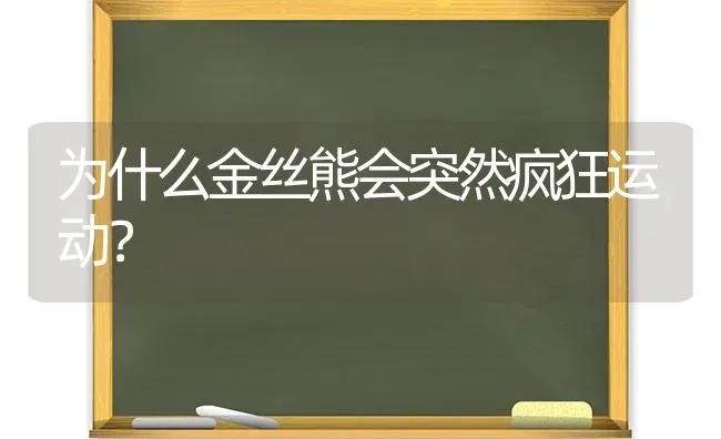 为什么金丝熊会突然疯狂运动？ | 动物养殖问答