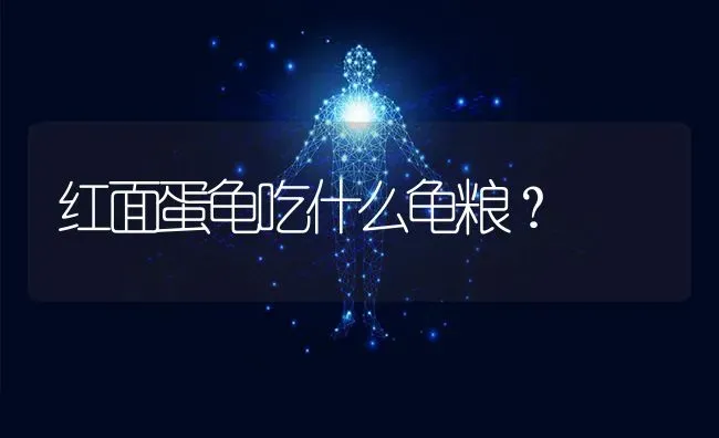 红面蛋龟吃什么龟粮？ | 动物养殖问答