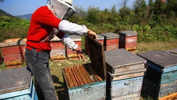 养蜂赚钱吗？养蜂的利润与投资成本及前景预测