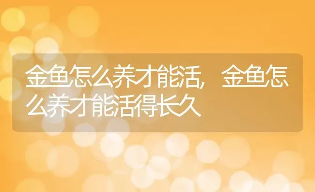 金鱼怎么养才能活,金鱼怎么养才能活得长久 | 宠物百科知识