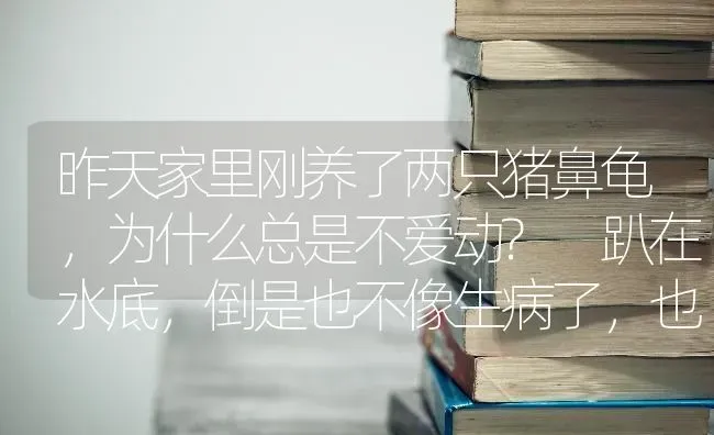 昨天家里刚养了两只猪鼻龟，为什么总是不爱动? 趴在水底，倒是也不像生病了，也不是在闭着眼睡觉，喂龟？ | 动物养殖问答