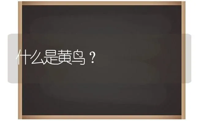 什么是黄鸟？ | 动物养殖问答