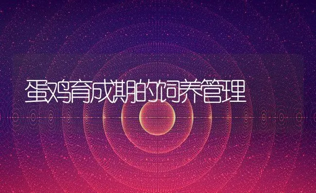 蛋鸡育成期的饲养管理 | 动物养殖教程