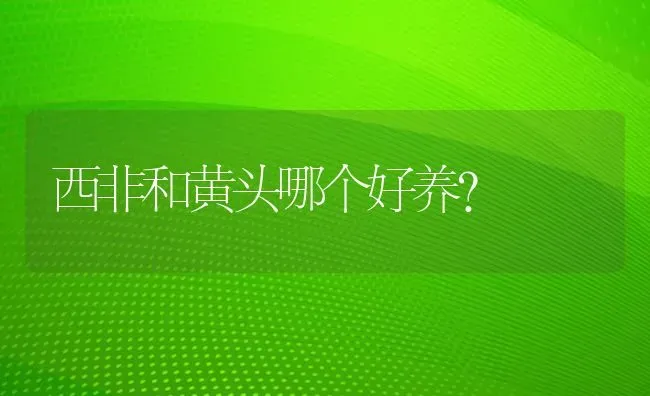 西非和黄头哪个好养？ | 动物养殖问答