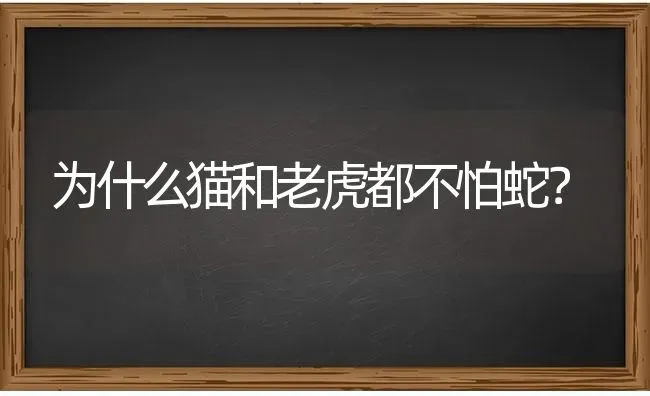 为什么猫和老虎都不怕蛇？ | 动物养殖问答