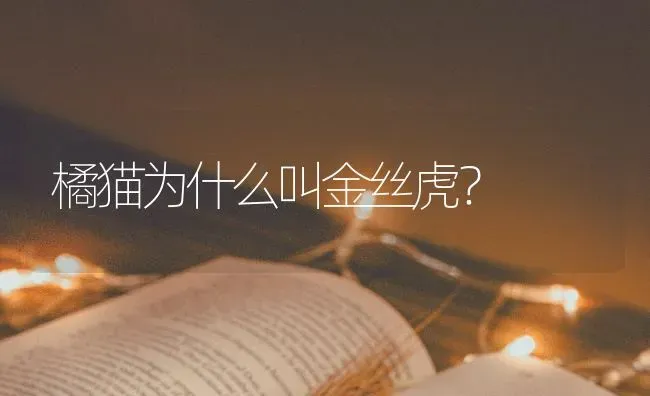 牛头梗听话吗？牛头梗不听话怎么办？ | 动物养殖问答