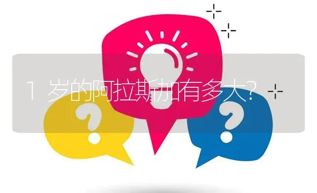 1岁的阿拉斯加有多大？ | 动物养殖问答