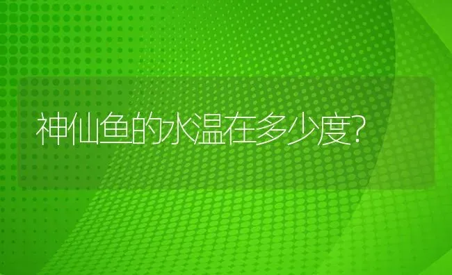 神仙鱼的水温在多少度？ | 鱼类宠物饲养