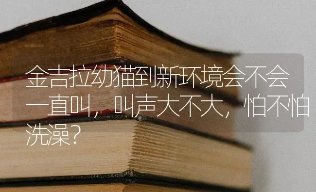 金吉拉幼猫到新环境会不会一直叫，叫声大不大，怕不怕洗澡？ | 动物养殖问答