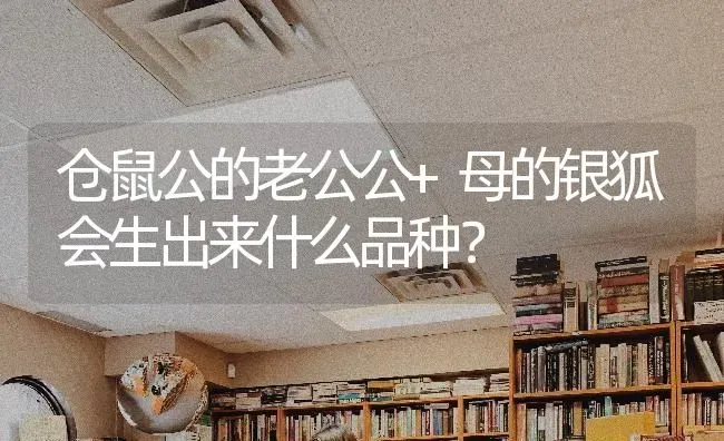 仓鼠公的老公公+母的银狐会生出来什么品种？ | 动物养殖问答