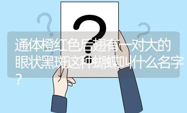 通体橙红色后翅有一对大的眼状黑斑这种蝴蝶叫什么名字？ | 鱼类宠物饲养