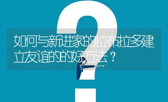 如何与新进家的拉布拉多建立友谊的的好方法？ | 动物养殖问答