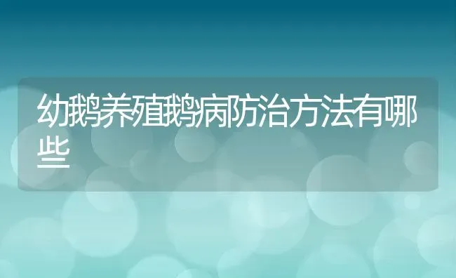 幼鹅养殖鹅病防治方法有哪些 | 动物养殖百科