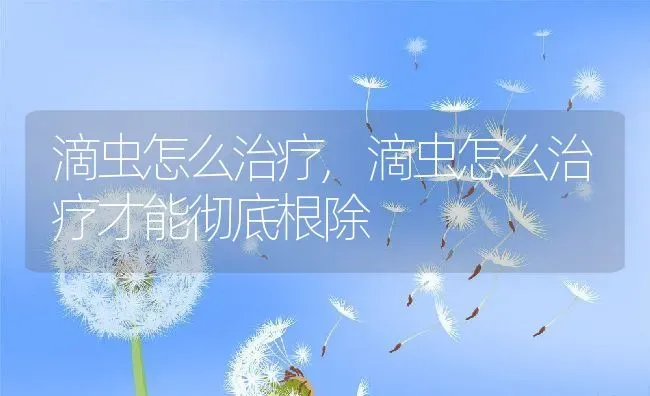 滴虫怎么治疗,滴虫怎么治疗才能彻底根除 | 宠物百科知识