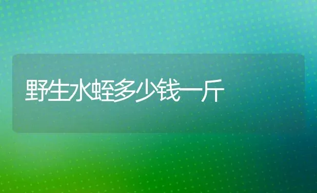 野生水蛭多少钱一斤 | 动物养殖百科