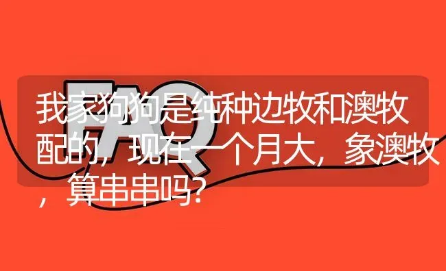 我家狗狗是纯种边牧和澳牧配的，现在一个月大，象澳牧，算串串吗？ | 动物养殖问答