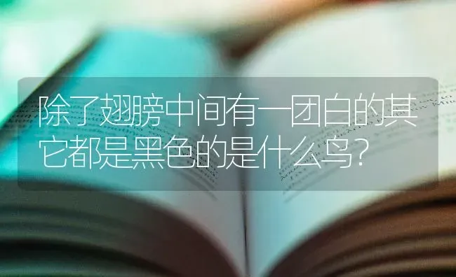 除了翅膀中间有一团白的其它都是黑色的是什么鸟？ | 动物养殖问答