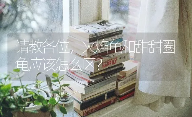 请教各位，火焰龟和甜甜圈龟应该怎么区？ | 动物养殖问答