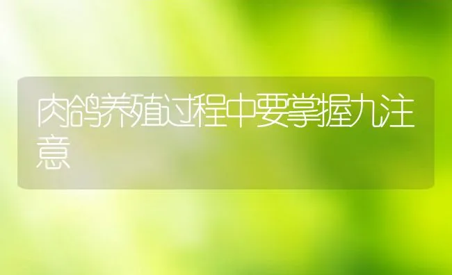 肉鸽养殖过程中要掌握九注意 | 水产养殖知识