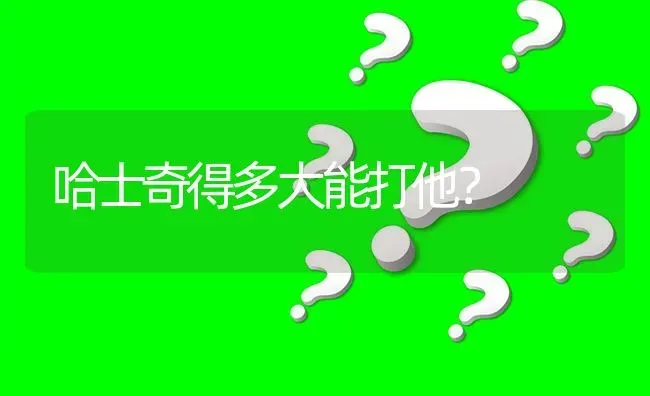 吉娃娃小鹿犬串串像谁？ | 动物养殖问答