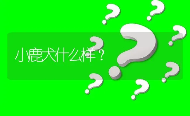 小鹿犬什么样？ | 动物养殖问答