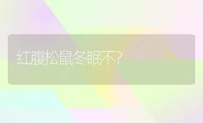 红腹松鼠冬眠不？ | 动物养殖问答