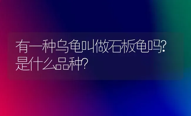 有一种乌龟叫做石板龟吗?是什么品种？ | 动物养殖问答