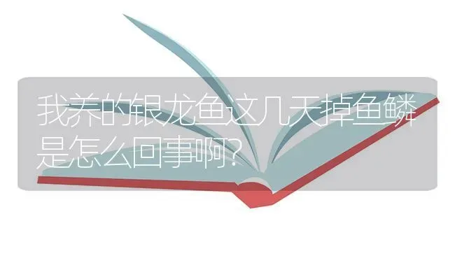 我养的银龙鱼这几天掉鱼鳞是怎么回事啊？ | 鱼类宠物饲养