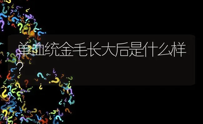 单血统金毛长大后是什么样？ | 动物养殖问答