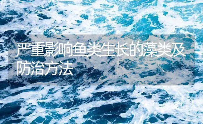 严重影响鱼类生长的藻类及防治方法 | 海水养殖技术