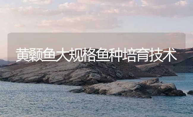 黄颡鱼大规格鱼种培育技术 | 海水养殖技术