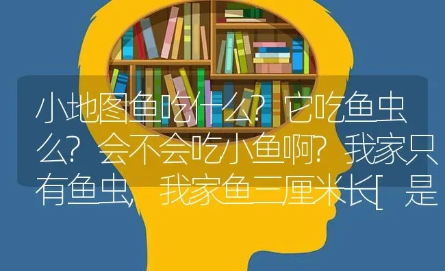 小地图鱼吃什么?它吃鱼虫么?会不会吃小鱼啊?我家只有鱼虫,我家鱼三厘米长[是观赏鱼]？ | 鱼类宠物饲养