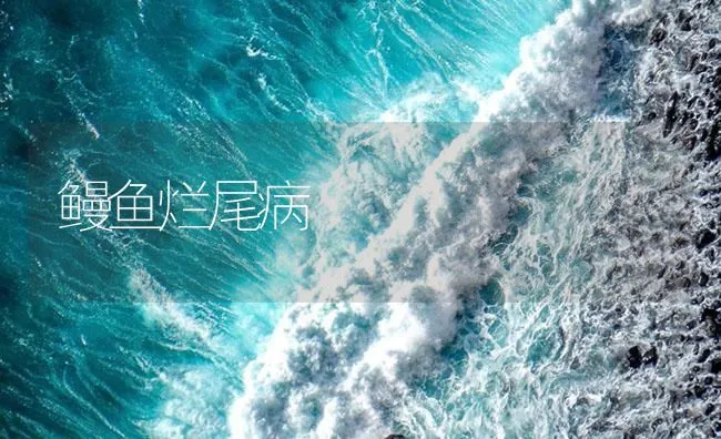 鳗鱼烂尾病 | 海水养殖技术