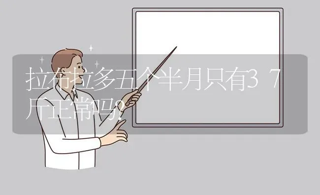 拉布拉多五个半月只有37斤正常吗? | 动物养殖问答