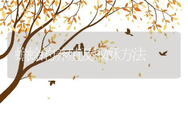 鳜鱼鱼种的并塘越冬技术 | 海水养殖技术